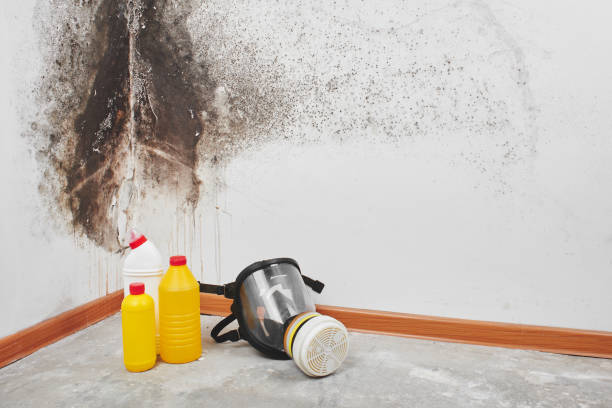 Best Post-Flood Mold Remediation in Deatsville, AL