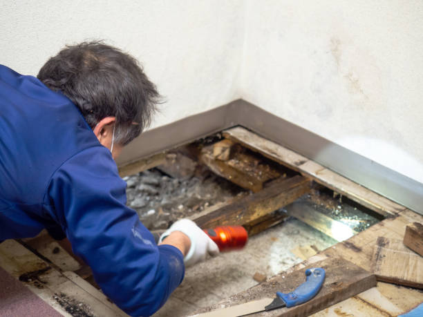 Trusted Deatsville, AL Mold Remediation Experts