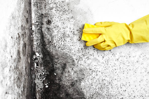 Best White Mold Remediation in Deatsville, AL