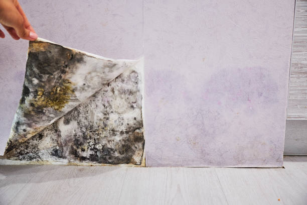 Best DIY Mold Remediation Support Services in Deatsville, AL
